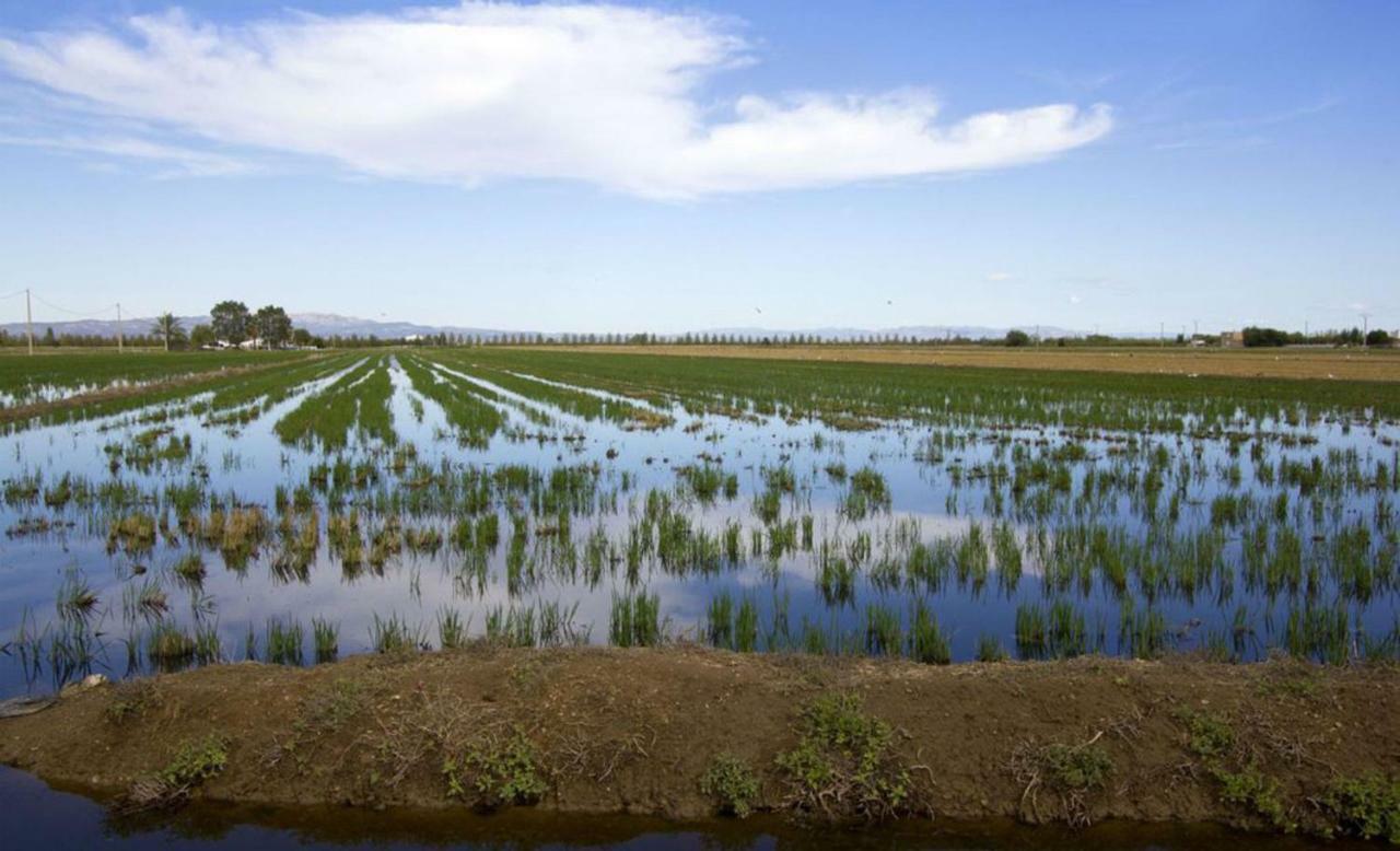 Mi Apartamento En El Delta Del Ebro+ ديلتيبري المظهر الخارجي الصورة
